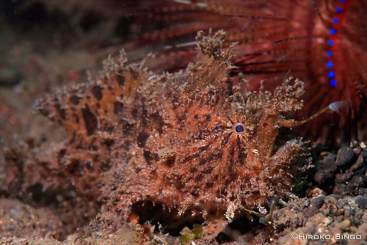 Hairy-Frogfish---HB