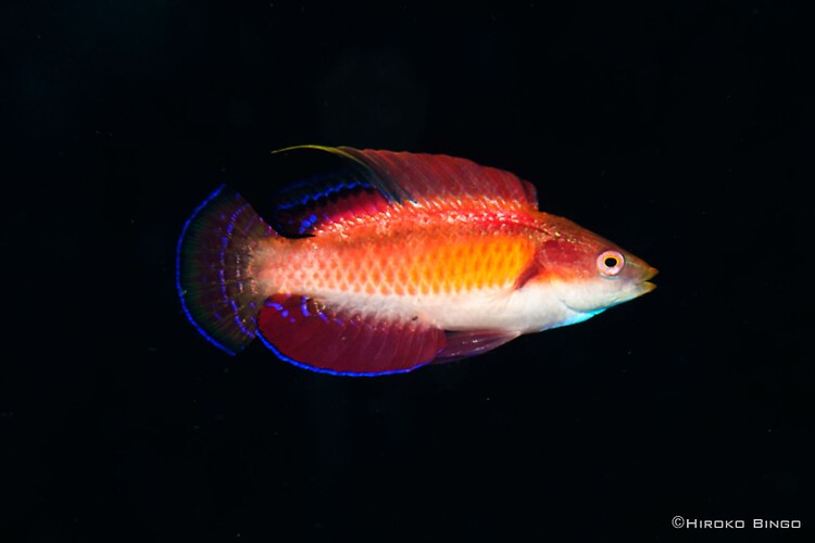 Flasher-Wrasse---HB
