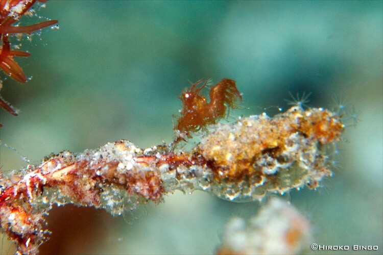 Algae-shrimp---HB