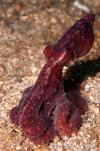 Algae-Octopus---HB