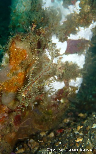 Ornate Ghostpipefish, Solenostomus paradoxes, Lembeh Strait Indonesia April 2013