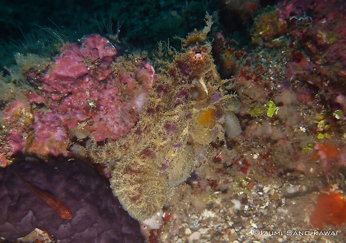 Algae Octopus, Abdopus aculeatus, Lembeh Strait Indonesia 2013