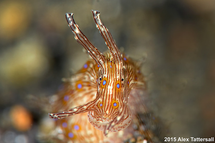 Lined seahare, Stylocheilus striatus, Lembeh Strait Indonesia, September 2015