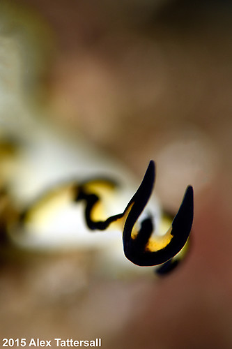 Polyclad flatworm, Euryleptidae, Lembeh Strait Indonesia, September 2015