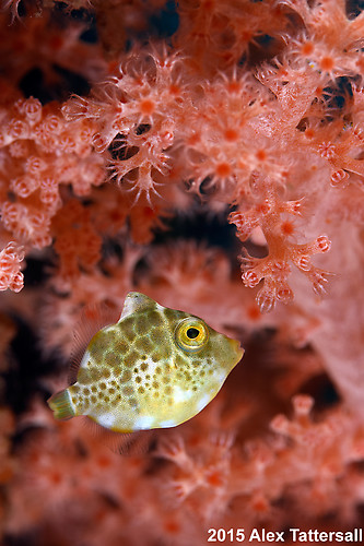 Minute filefish, Rudarius minutus, Lembeh Strait Indonesia, September 2015