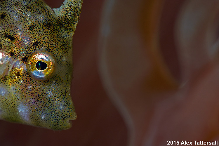 Minute filefish, Rudarius minutus, Lembeh Strait Indonesia, September 2015