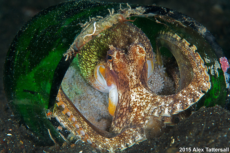 Coconut Octopus wiith eggs, Amphioctopus marginatus, Lembeh Strait Indonesia, September 2015
