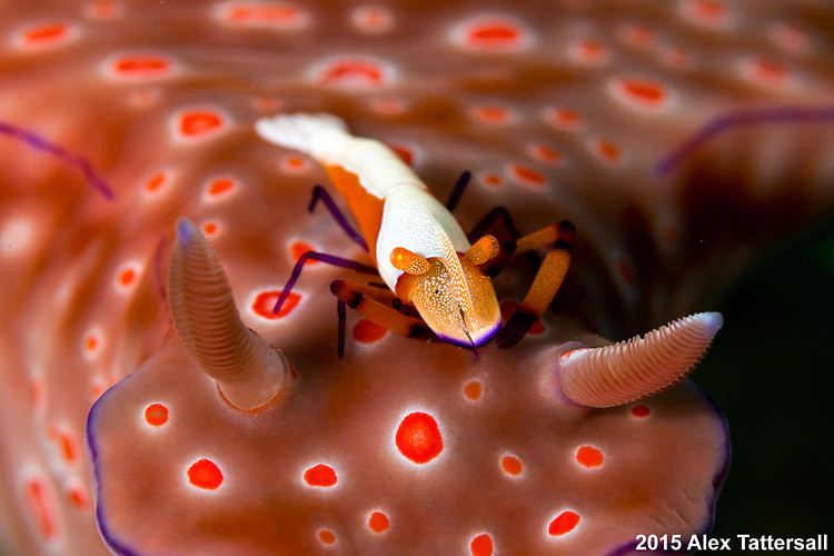 Emperor shrimp, Periclimenes imperator on Ceratosoma tenue, Lembeh Strait Indonesia, September 2015