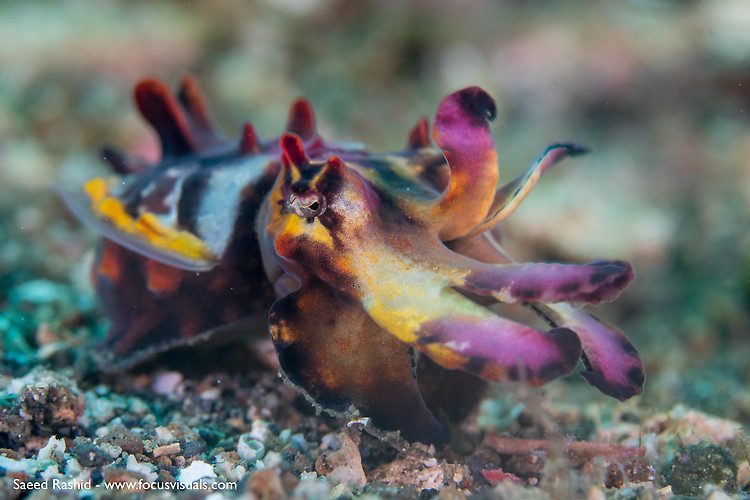 Flamboyant cuttlefish, Metasepia pfefferi, Lembeh Strait Indonesia October 2015