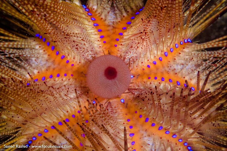 False Fire Urchin, Astropyga radiata, Lembeh Strait Indonesia October 2015