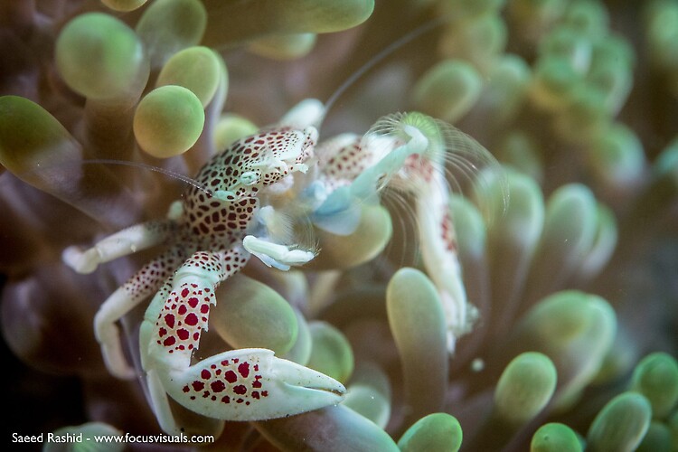 Spotted Porcelain crab, Neopetrolisthes maculatus, Lembeh Strait Indonesia October 2015
